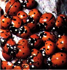 042_Coccinelle