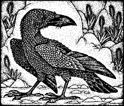 corvus