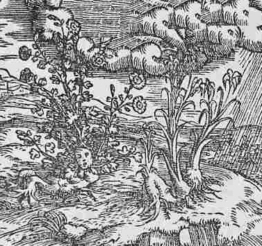 Leucotea L Dolce 1558 v 2 copia