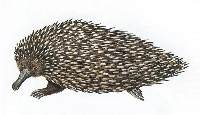 04_Una_echidna