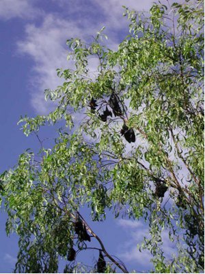 10 Pipistrelli giganti nel Parco Nazionale di Nitmiluk, Australia
